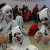 Carnevale - Carnevale 2015